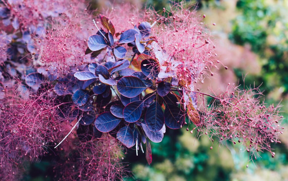 Purple Flowering Bush