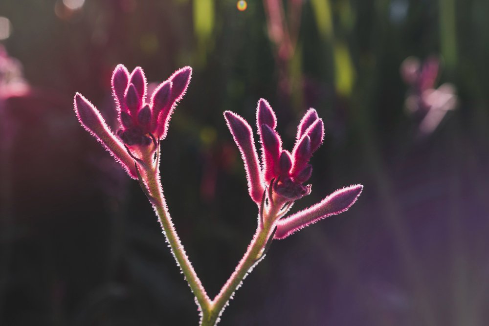 Dandy Man Purple Rhododendron