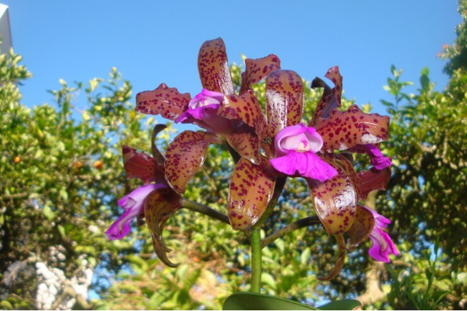 Alternate-Leaved Butterfly Bush