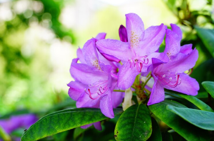 Bloom-A-Thon Lavender Reblooming Azalea