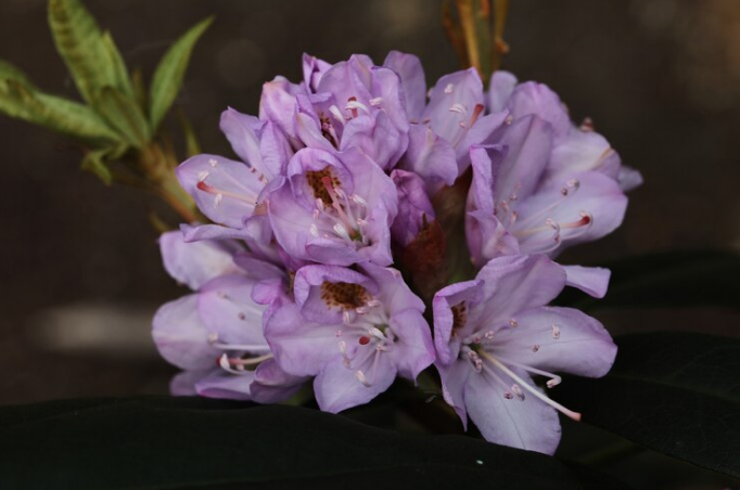 Bloomerang Purple Reblooming Lilac