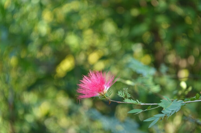 Gibraltar Pink Bush Clover