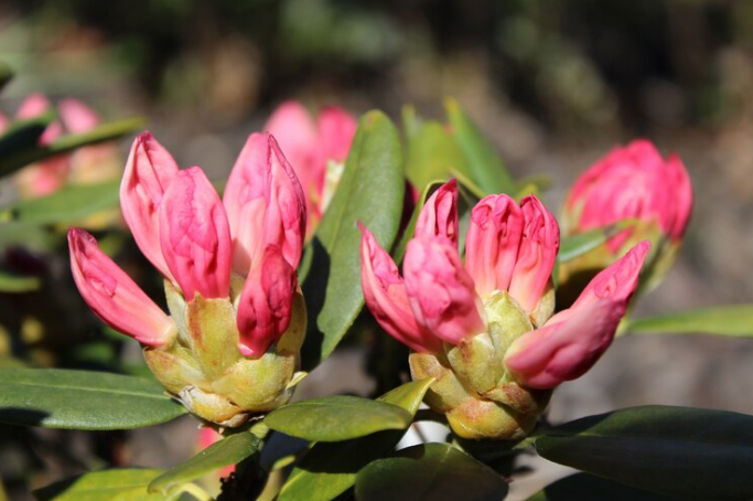 P.J.M. Rhododendron