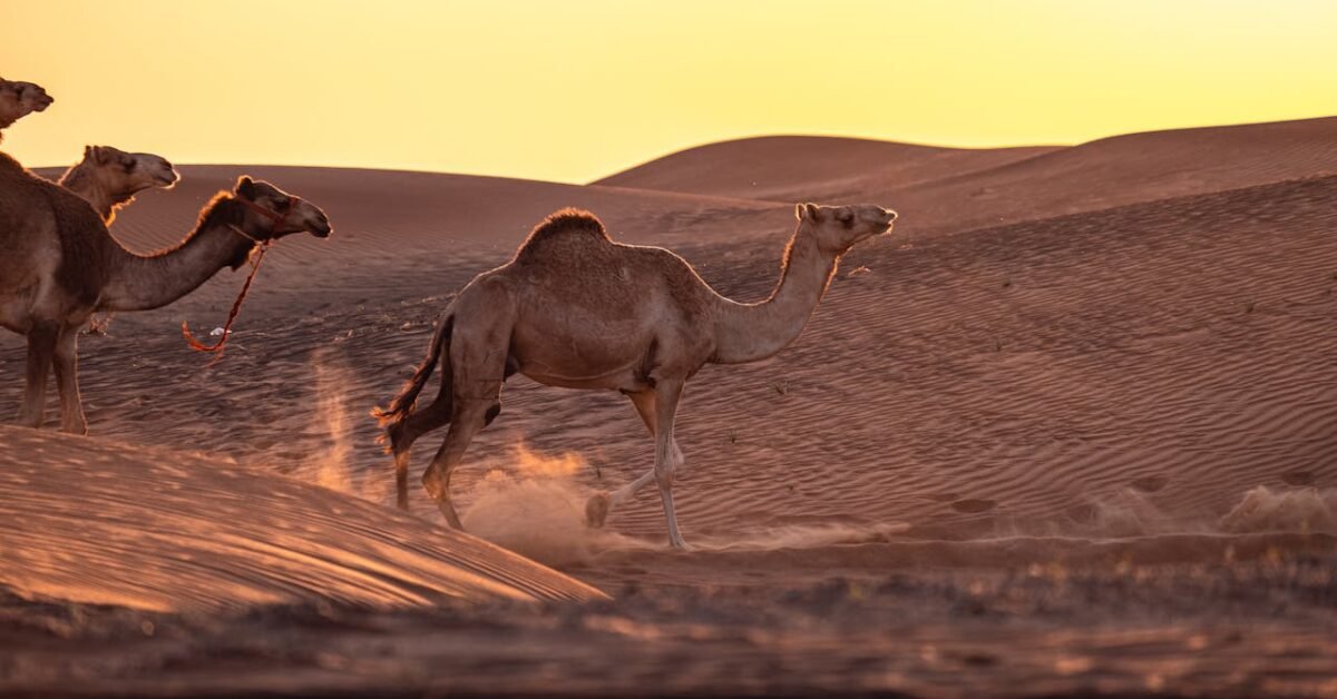 Camels in the Middle East